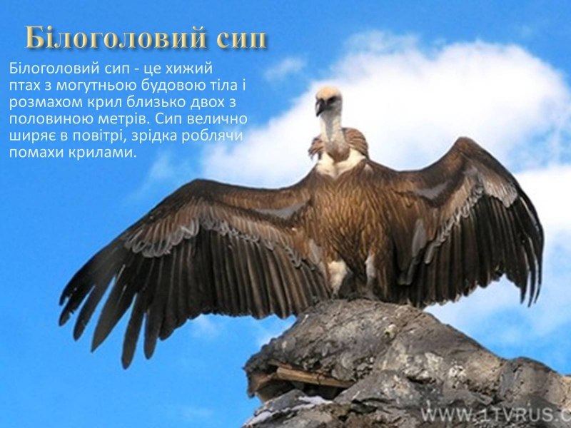 Бельгийский гриффон