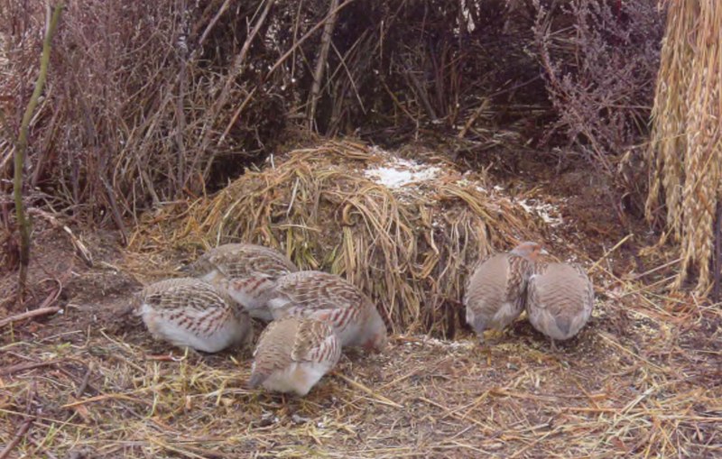 Гнездо серой куропатки
