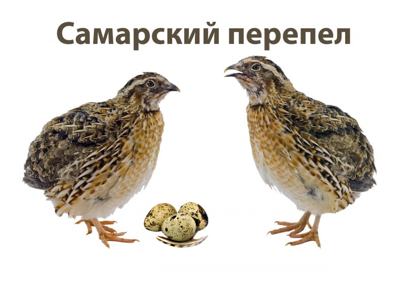 Перепела домашняя птица для детей