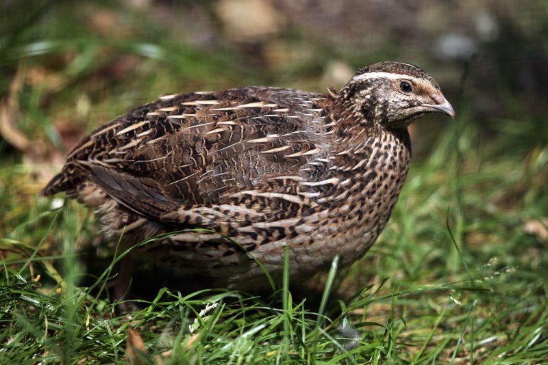 Обыкновенный перепел (Coturnix Coturnix) породы Техасский белый