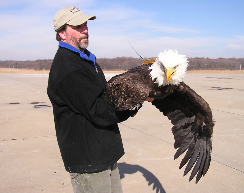 Лилия bald Eagle