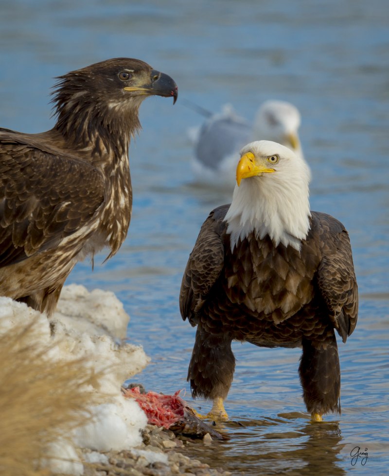 Лилия bald Eagle