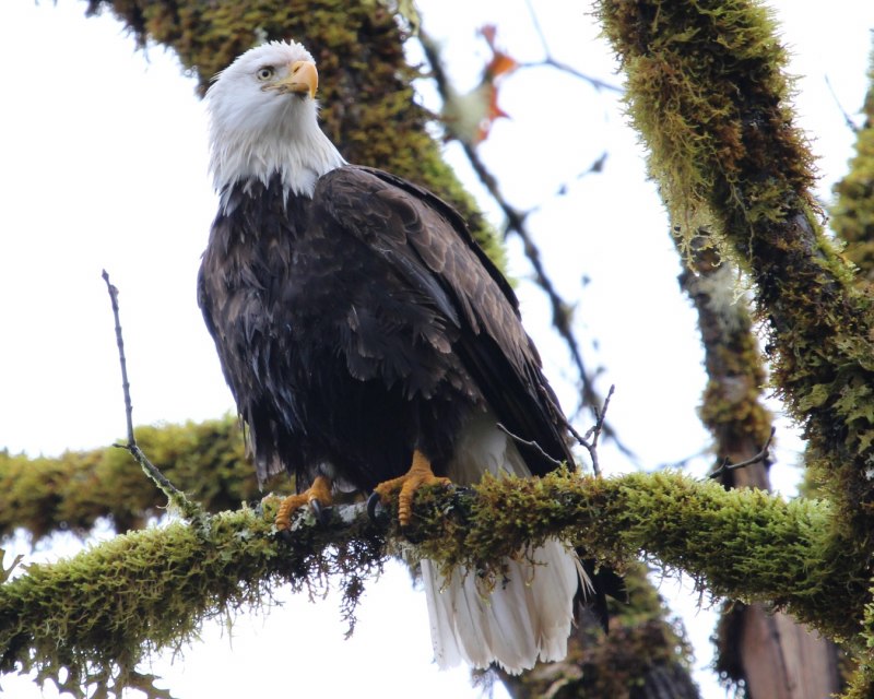 Eagle track