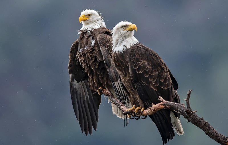 Eagles Flies past