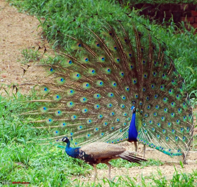 Павлины самка Peacock