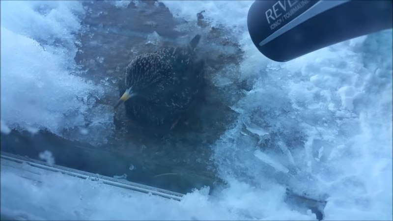 Птица замерзшая во льду