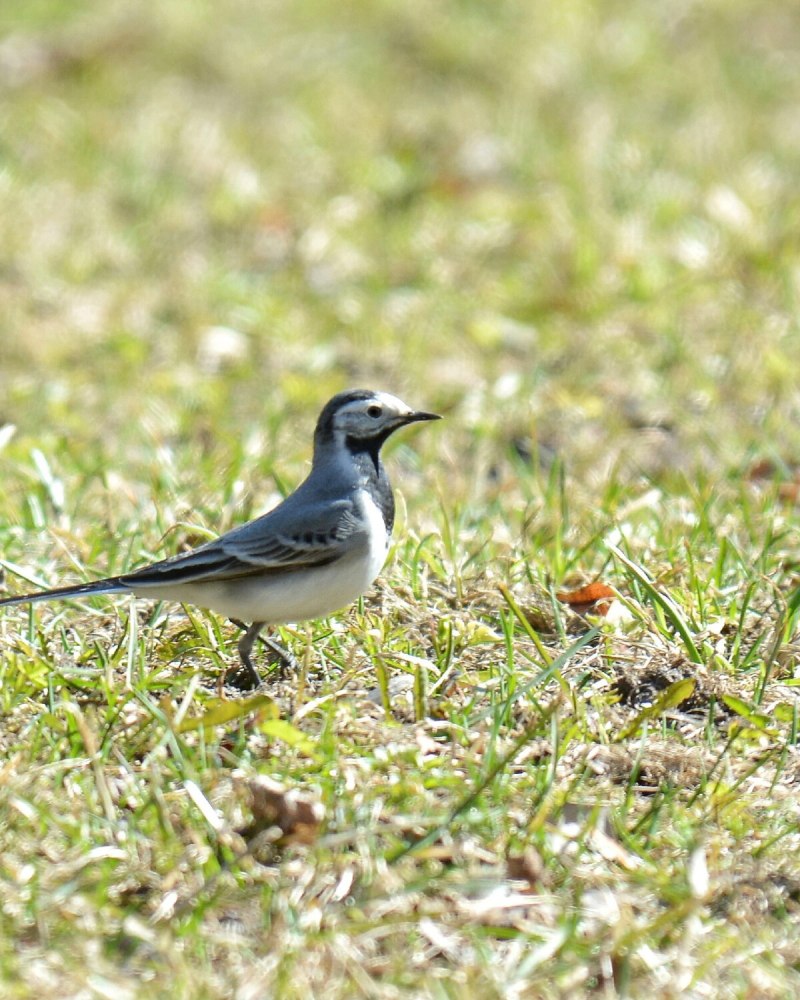 Motacilla Alba ледоход HD