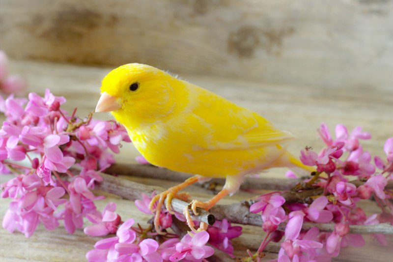 Canary - канарейка