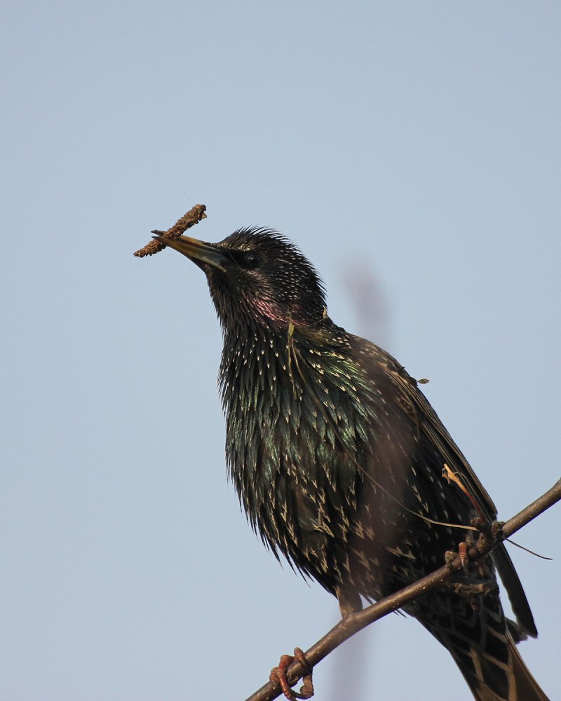 Sturnus vulgaris