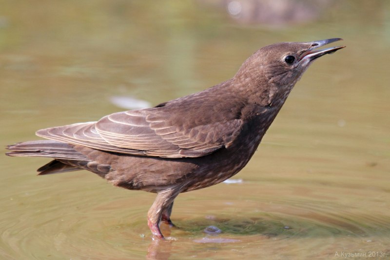 Sturnus vulgaris