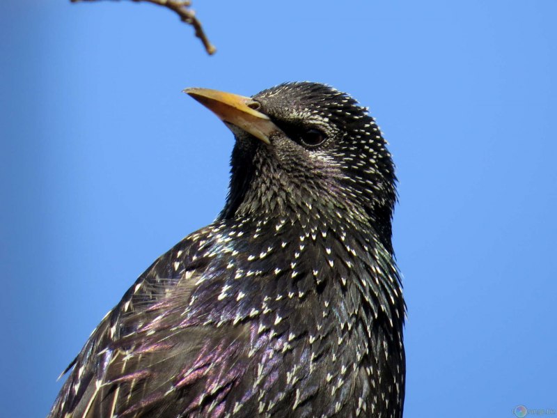The Starling 2021 Netflix скворец