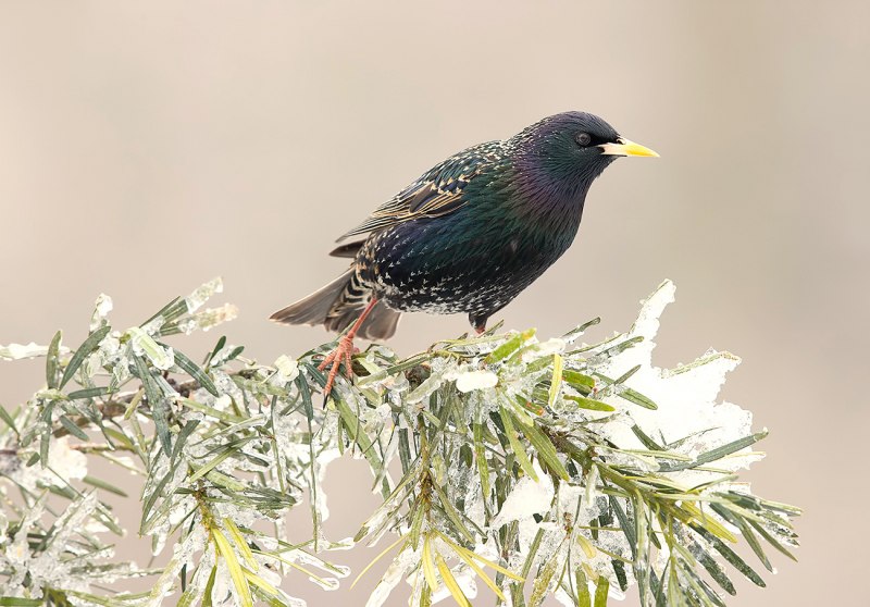 Камбоджийский скворец (Sturnus burmannicus)