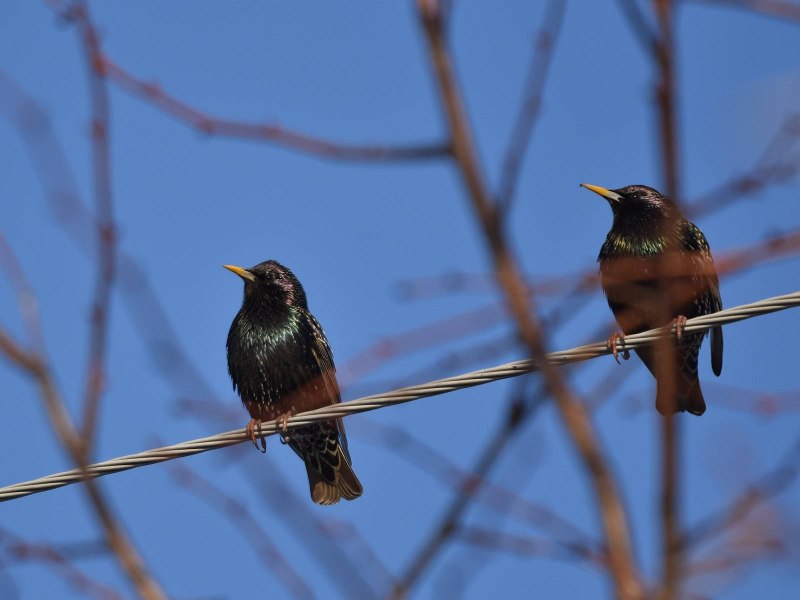 Камбоджийский скворец (Sturnus burmannicus)