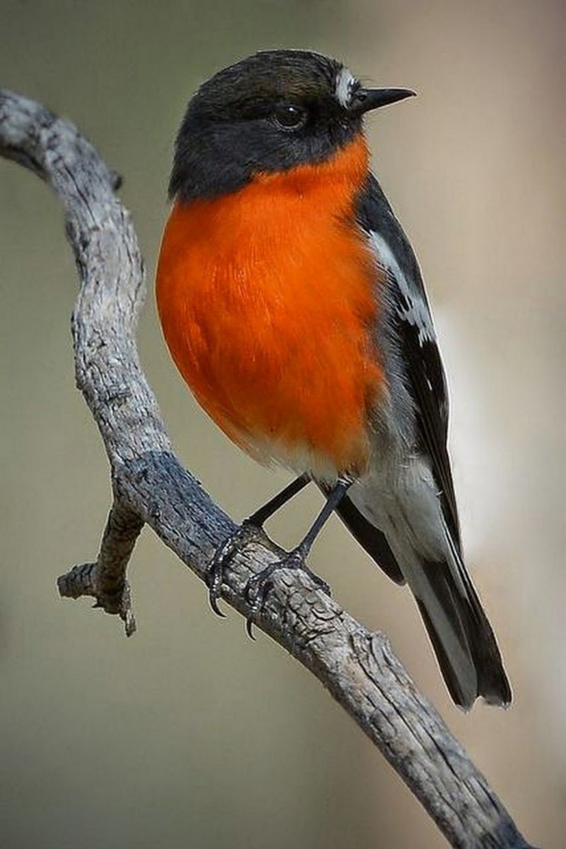 Красногрудая птичка но не снегирь фото и описание