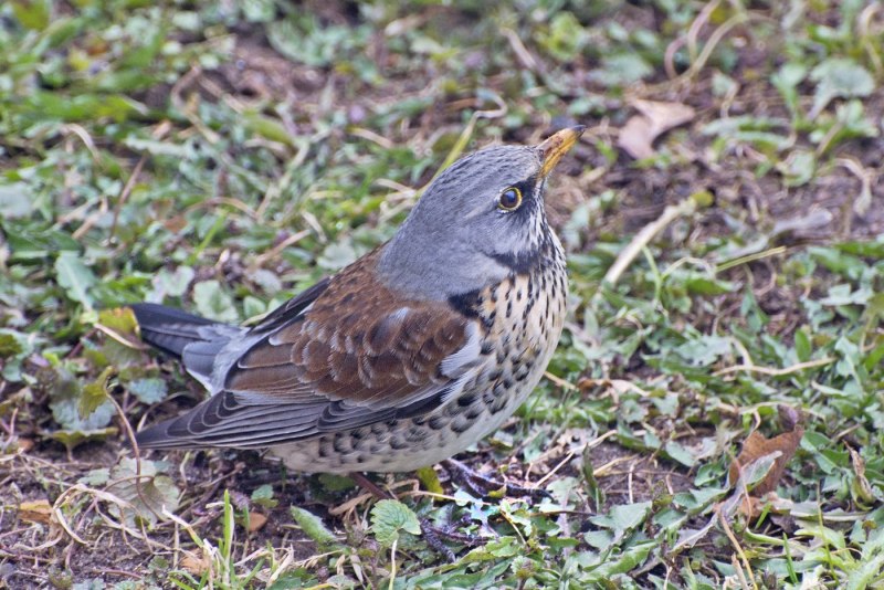 Дрозд-рябинник (turdus pilaris)