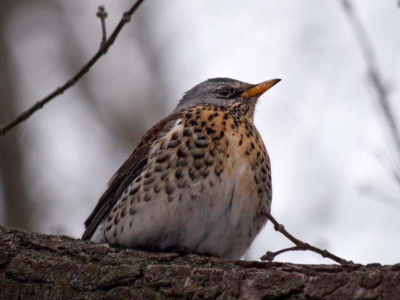 Дрозд-рябинник (turdus pilaris)
