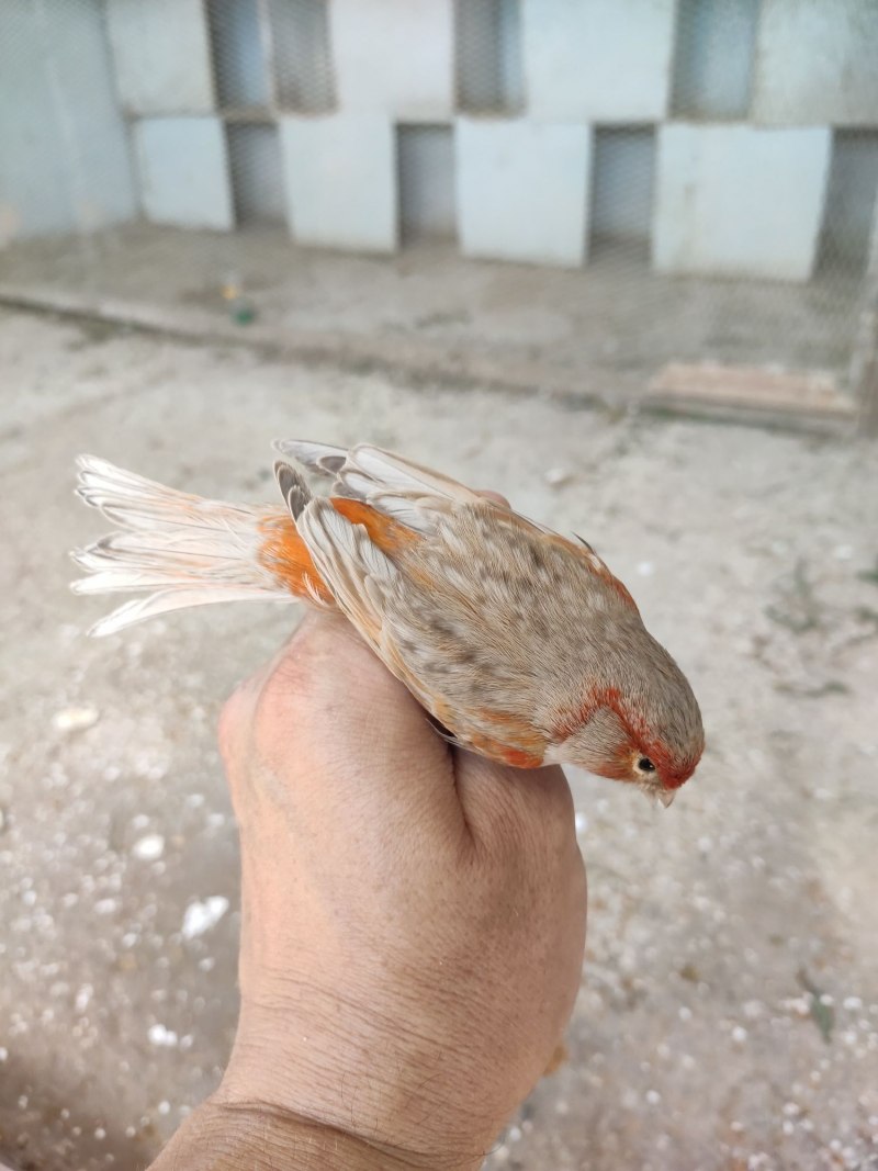 Голландский канарейка