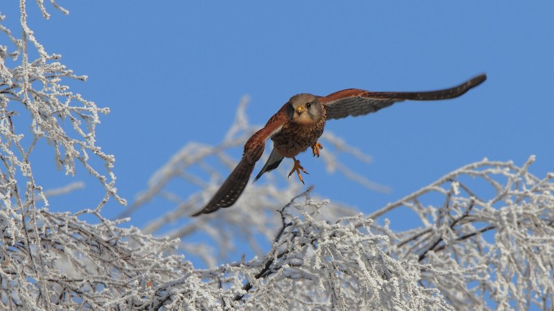 Пустельга или Falco tinnunculus