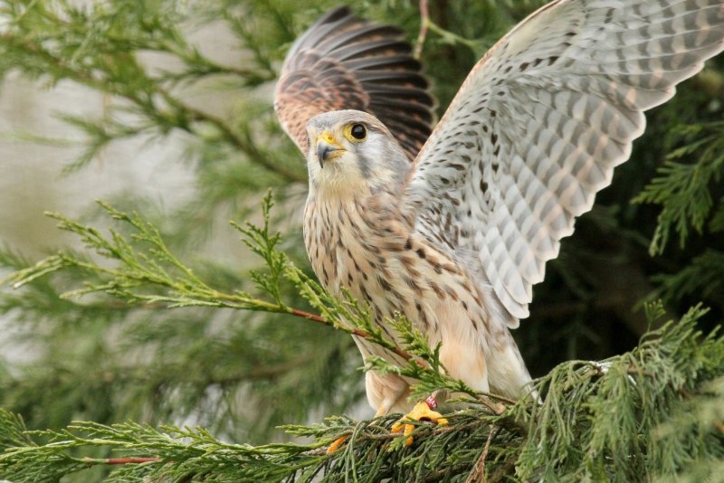 Пустельга Falco tinnunculus