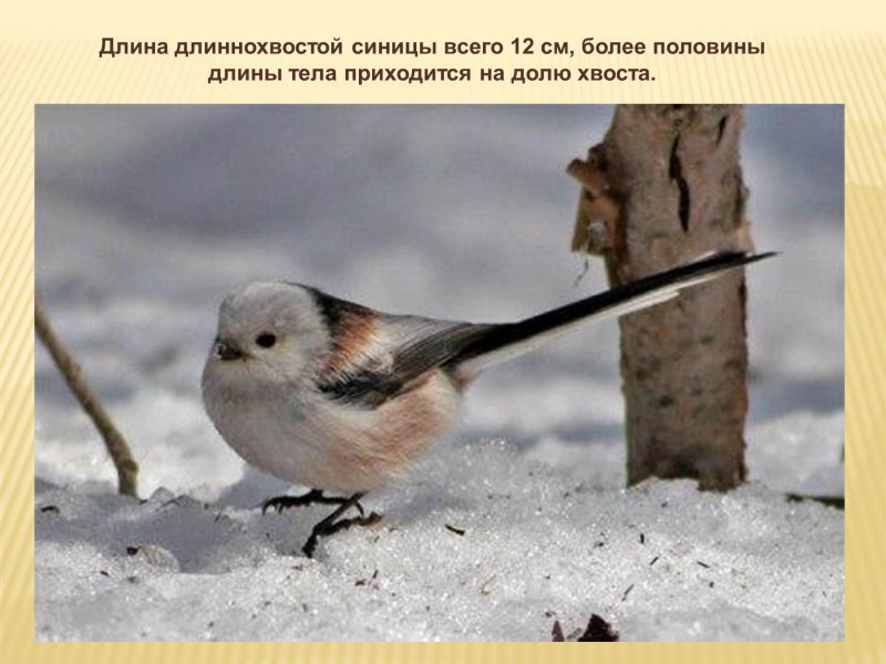 Маленькие белые птички зимой