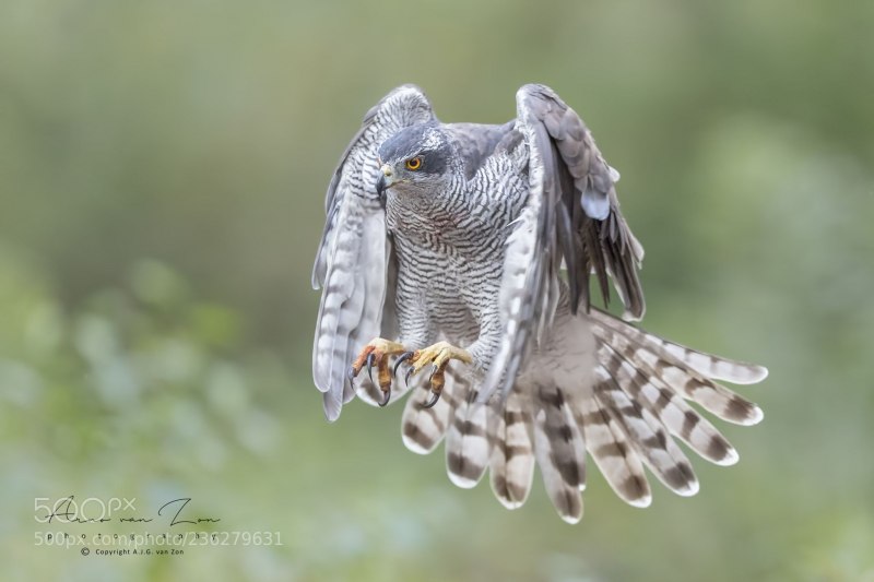 Тетеревятник (Accipiter gentilis)