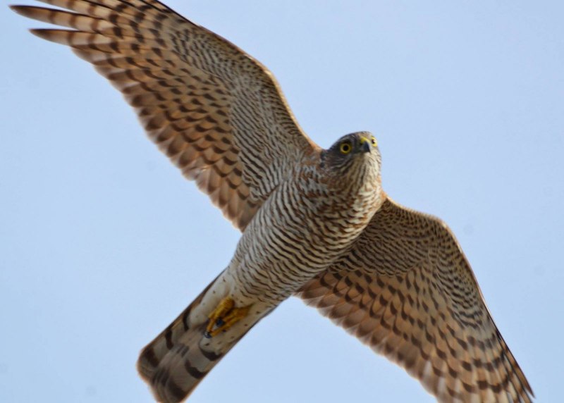 Тетеревятник (Accipiter gentilis)