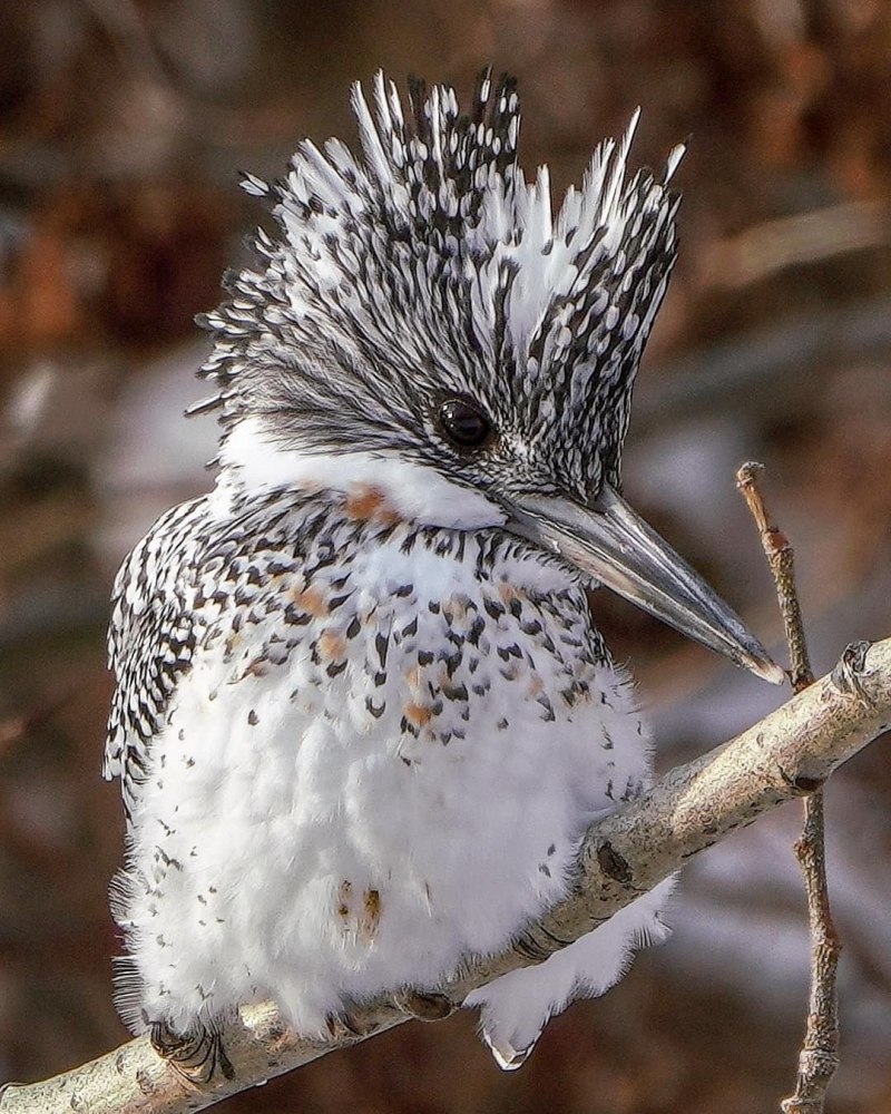 Чибис Vanellus Vanellus