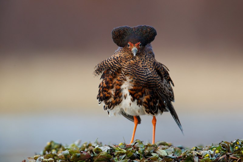 Турухтан (Philomachus pugnax)