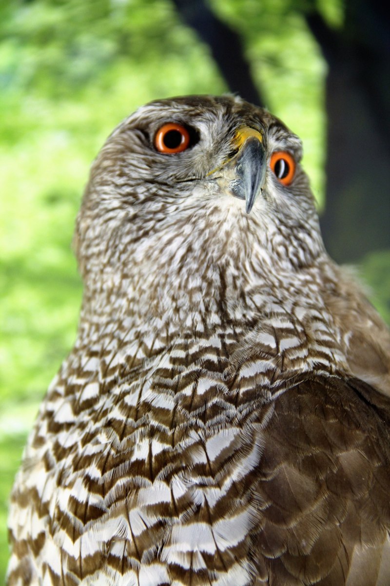 Australian Hobby