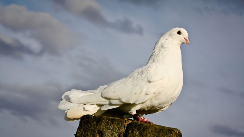 Вайт dove
