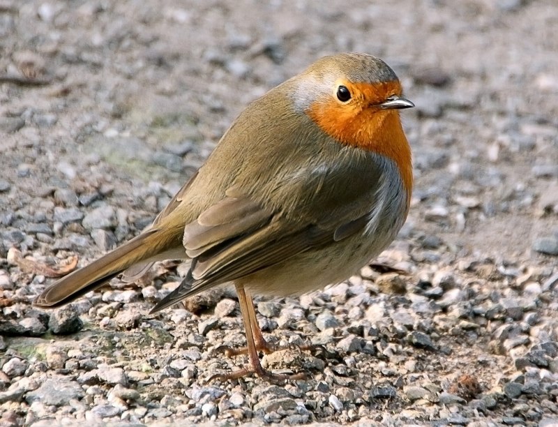 Зарянка – Erithacus rubecula