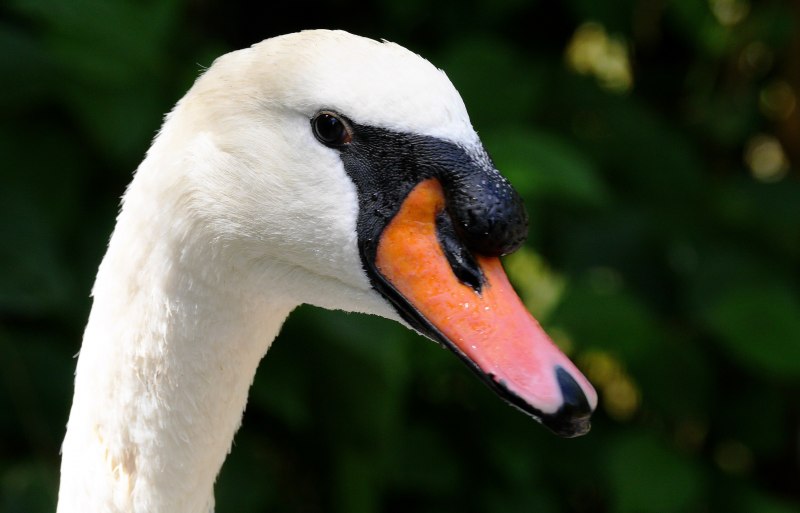 Canada Goose птица