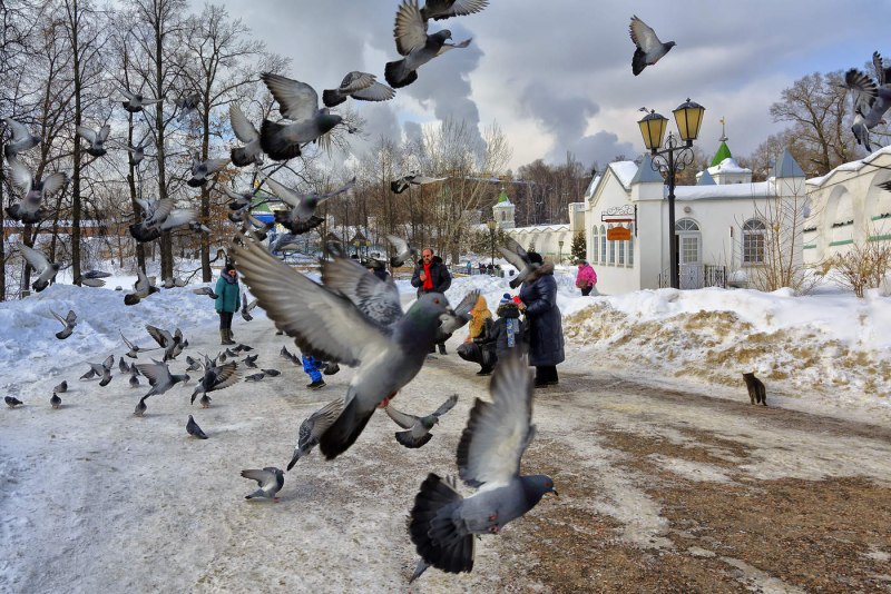 Городские голуби зимой