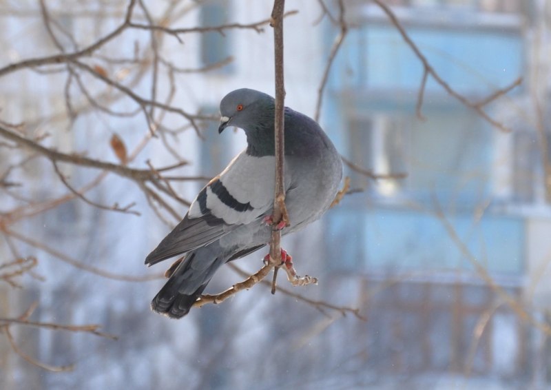 Голубь на ветке зимой