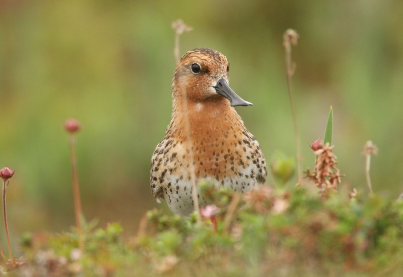 Calidris pygmaea