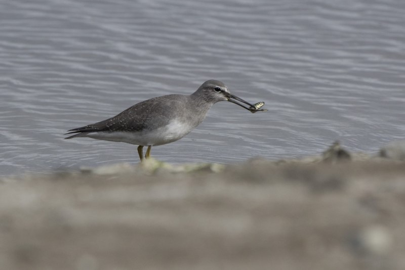Кулик-Воробей (Calidris minuta)