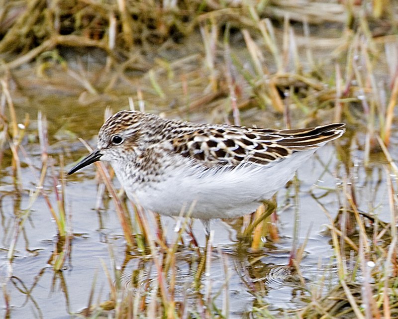 Кулик-Воробей (Calidris minuta)