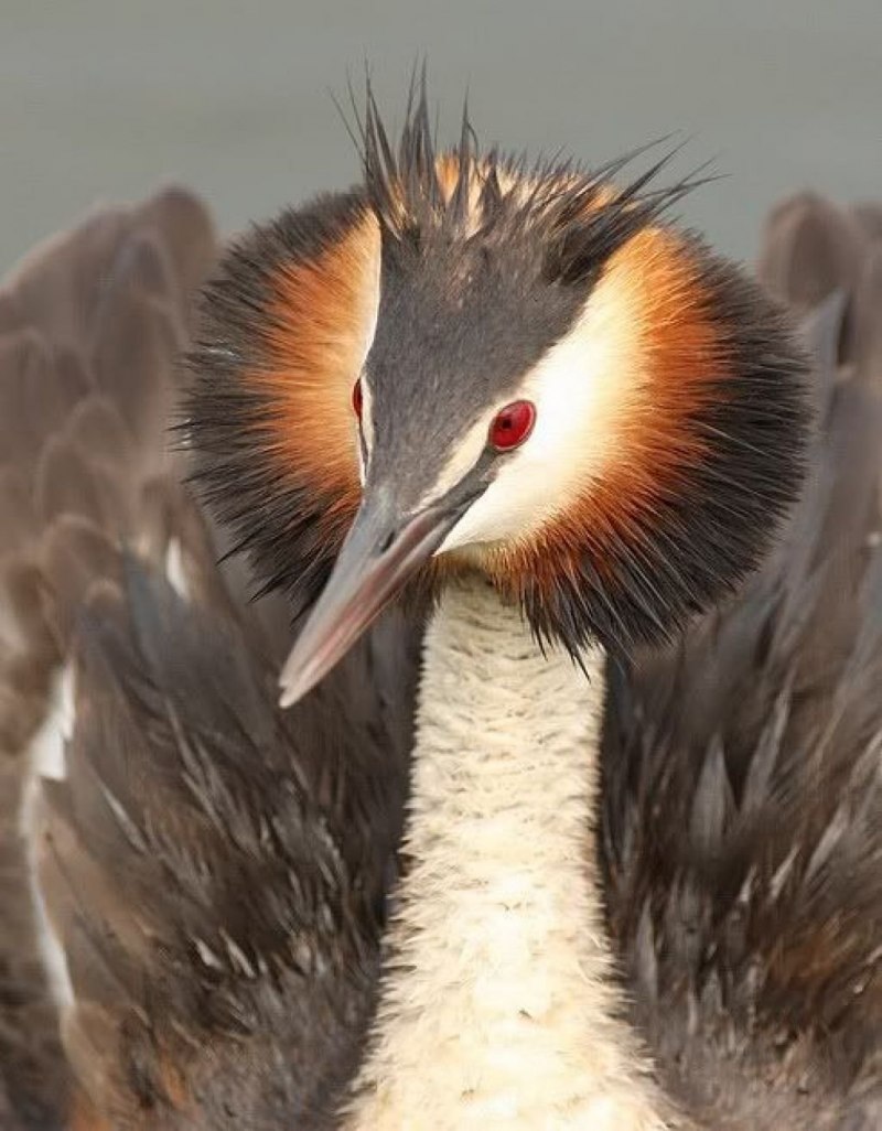 Поганка малая (Podiceps ruficollis)