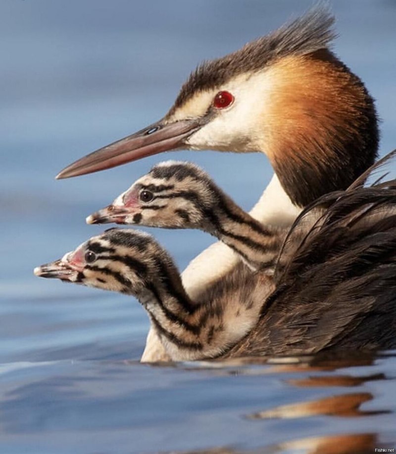 Поганка малая (Podiceps ruficollis)