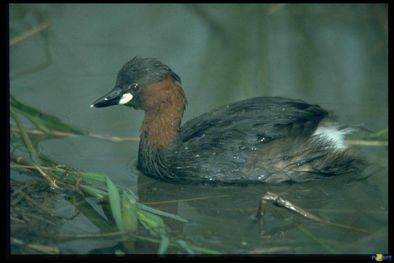 Поганка малая (Podiceps ruficollis)