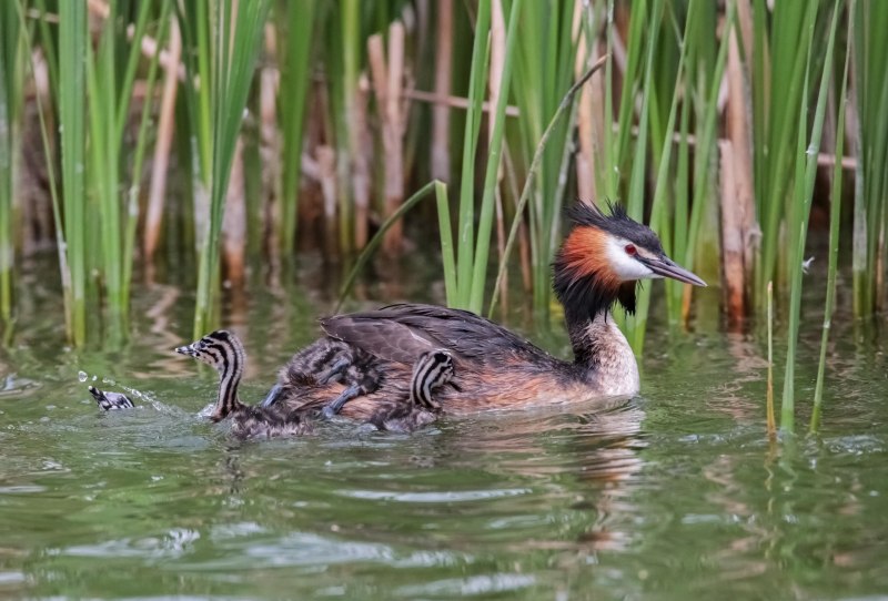 Краснозобая гагара (Gavia stellata)