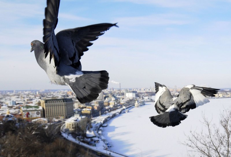 Голубь Наташа