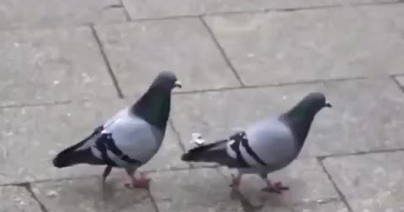 Массовая гибель голубей
