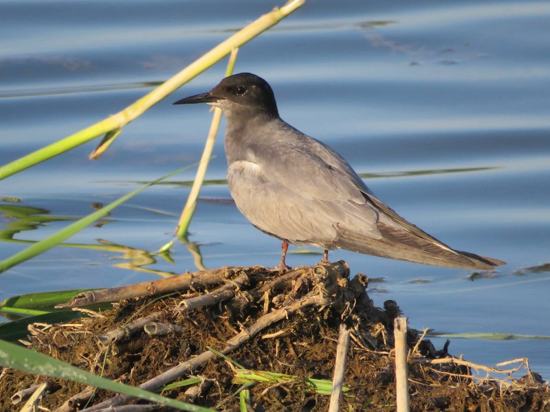 Черная крачка (Chlidonias nigra)