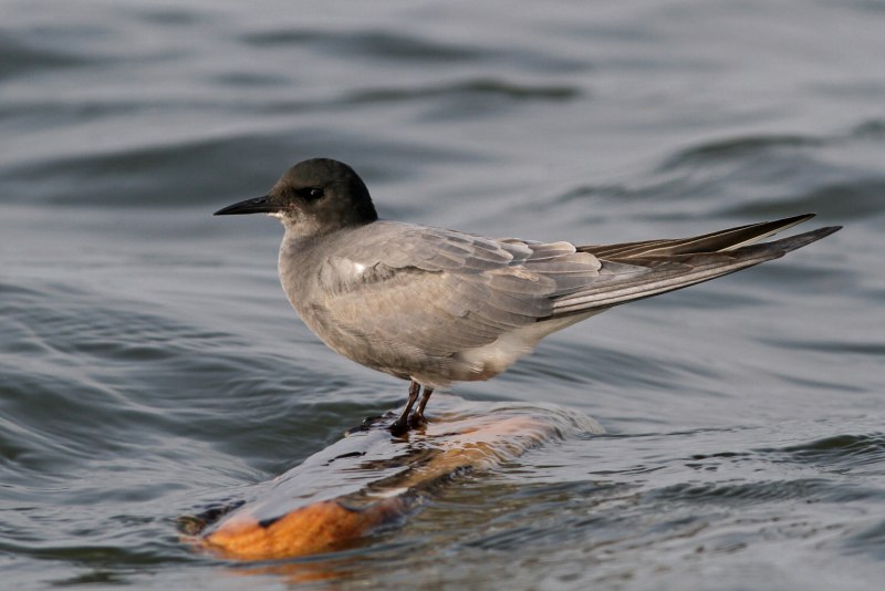Черная крачка (Chlidonias Niger)