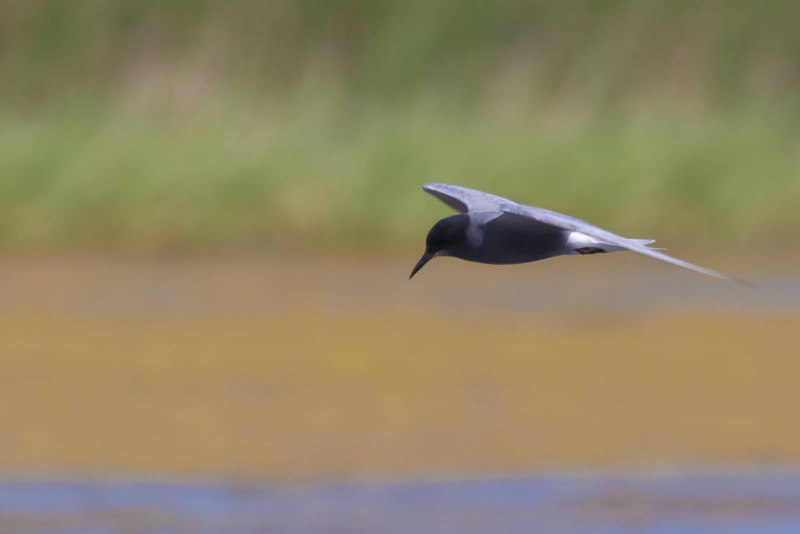 Niger Bird