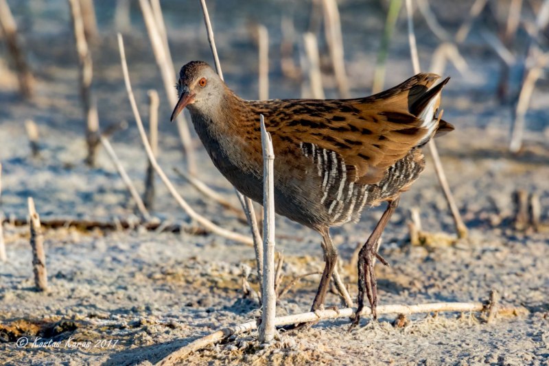 Baillon's Crake (Zapornia pusilla)