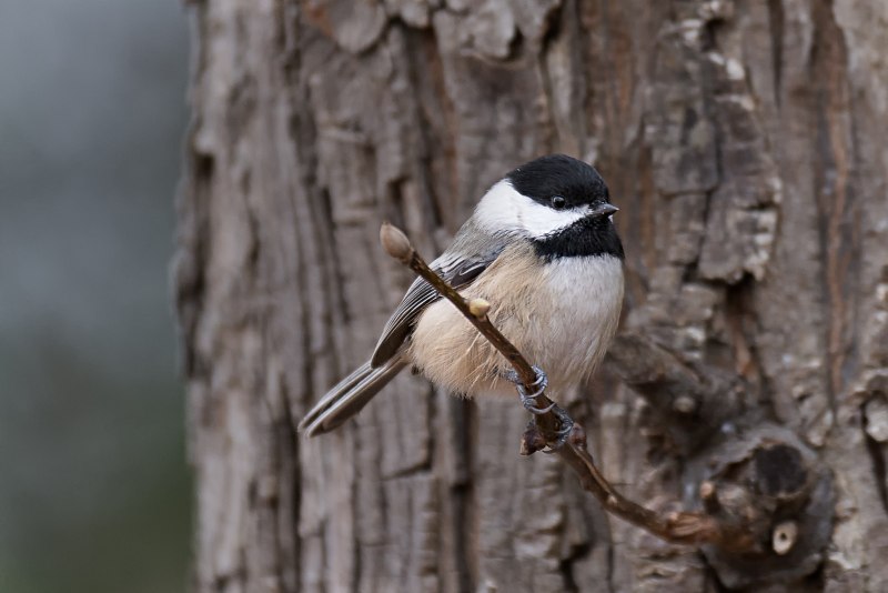 Carolina Chickadee