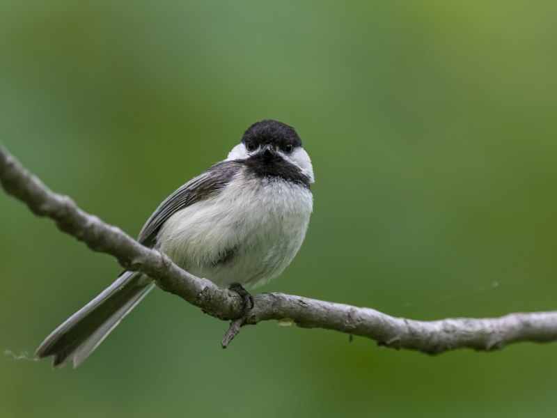 Черношапочная гаичка (лат. Poecile atricapillus)