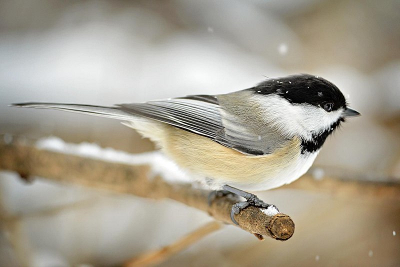Chickadee птичка